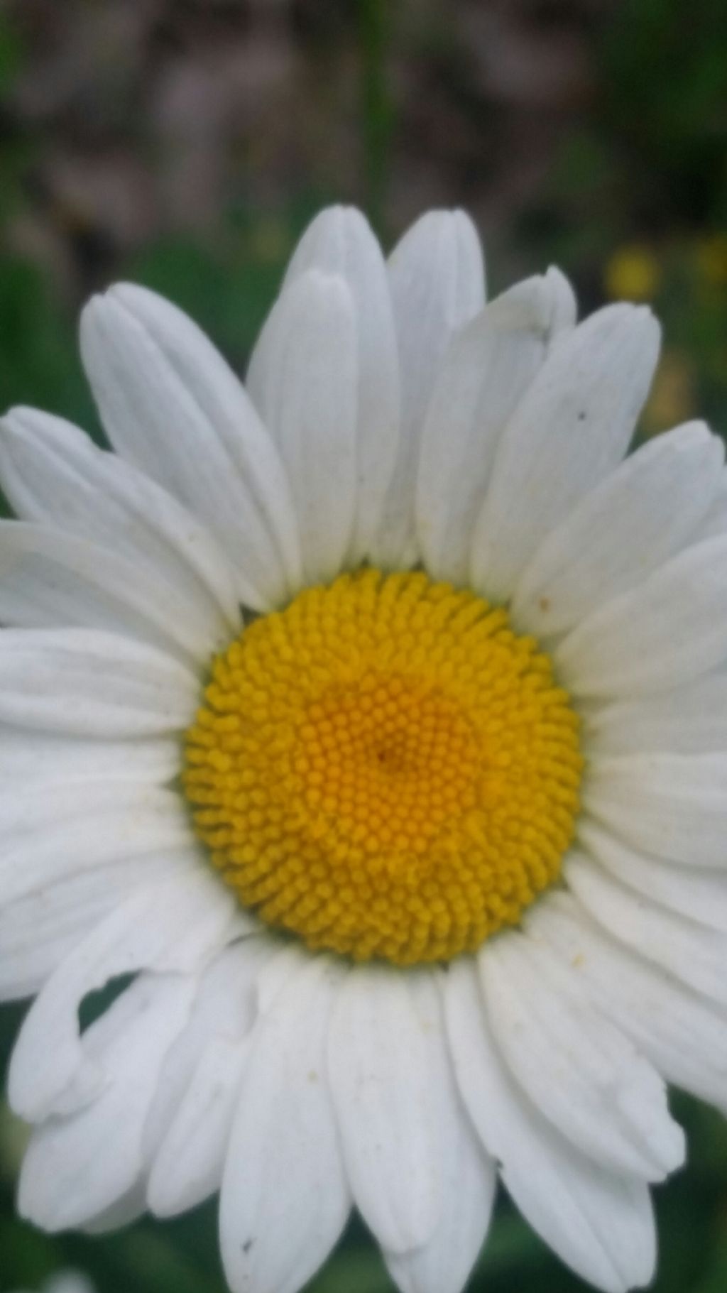 Margherita molto alta - Leucanthemum cfr. vulgare